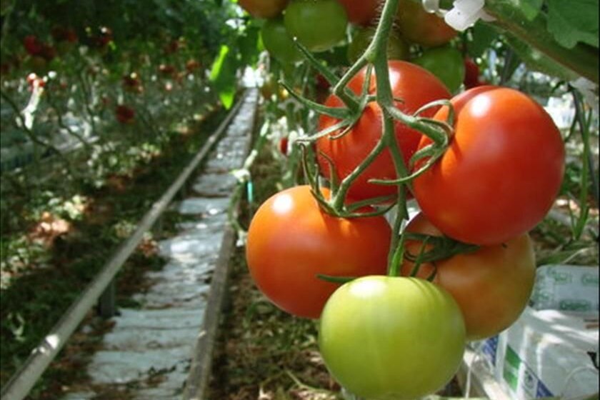 Tomato plants with ripe and green tomatoes.