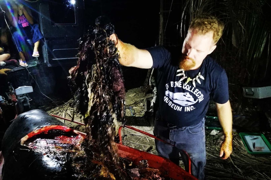 A man lifts a large clump of plastic bags from the stomach of a dead whale