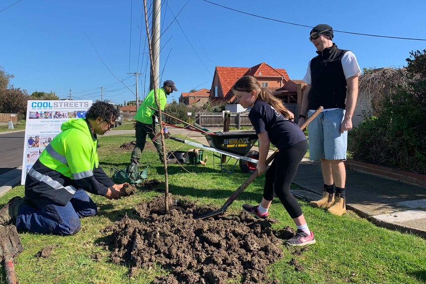 A girl uses a shovel to help plant a tree in a suburban street. A number of other people are helping too.