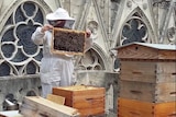 People in beekeeping suits with hives and bees on the cathedral roof