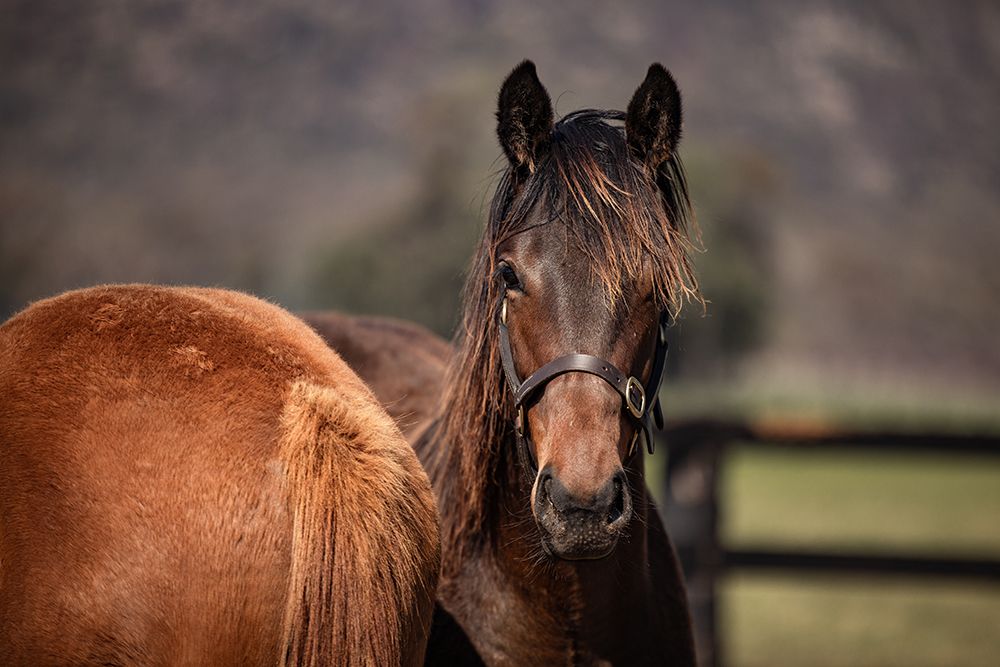 A brown weanling horse in a brown head collar looks with her ears pricked.