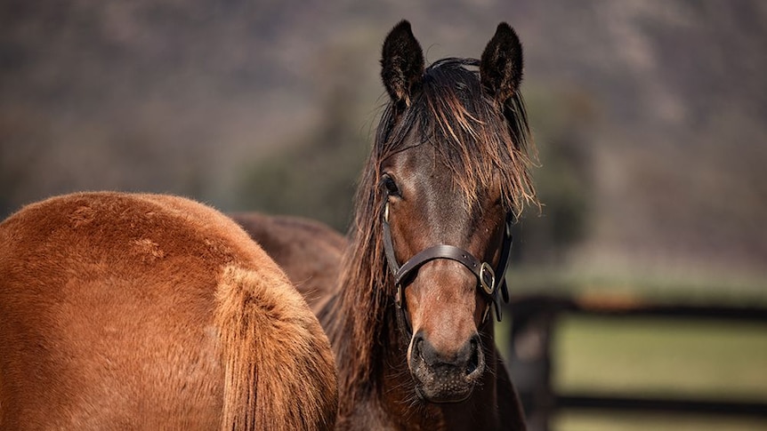 A brown weanling horse in a brown head collar looks with her ears pricked.