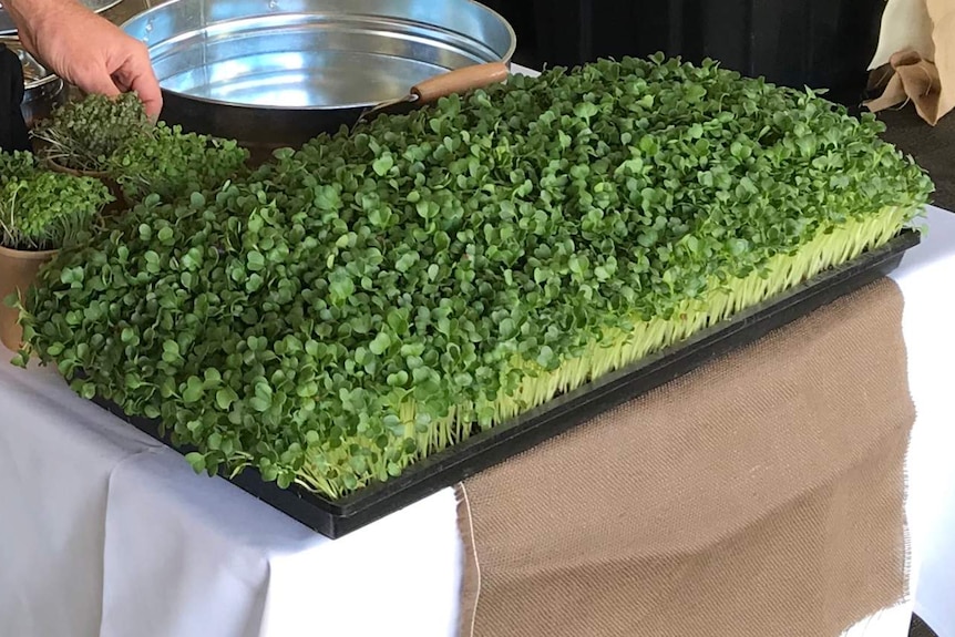 Close up on a large tray of microgreens on a table next to a silver platter