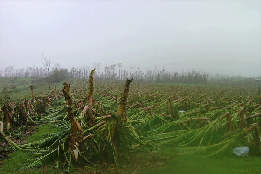 Flattened banana crop plantation at Mission Beach in north Queensland by Cyclone Yasi on February 3, 2011.
