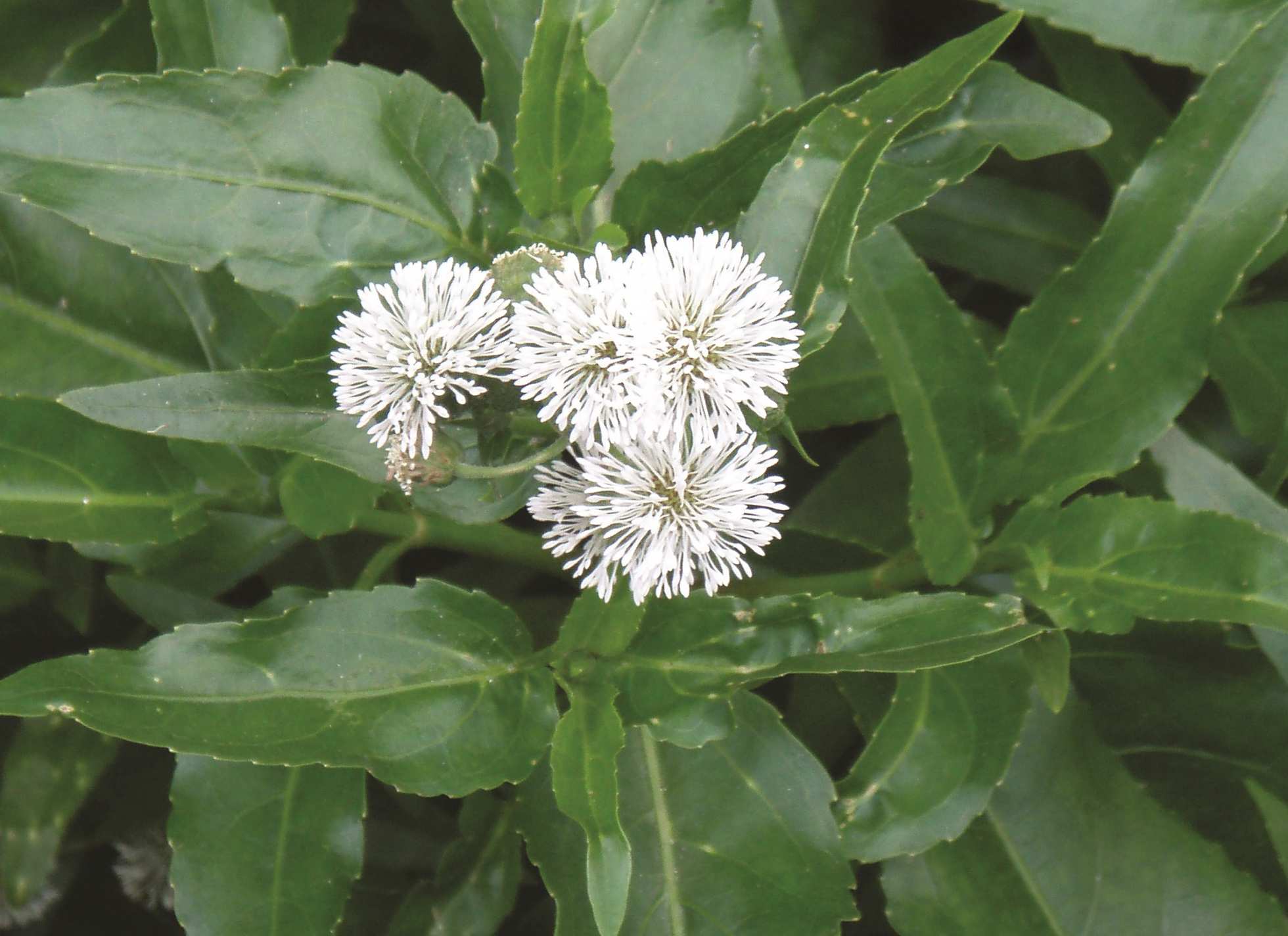 Exotic weed, believed to be from aquarium, invades Mid North Coast ...