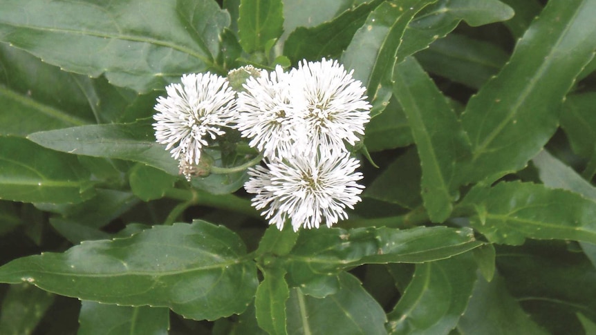 The white flower and green leaves of the invasive exotic Senegal Tea Plant