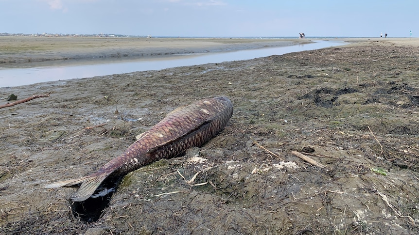 A dead fish washed up on a brown stretch of beach.