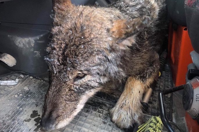 A wolf covered in ice sleeps in a car.