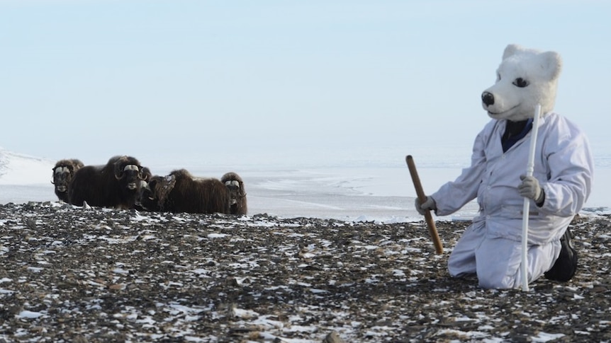 A man dressed a polar bear with musk oxen in the snowy Arctic.