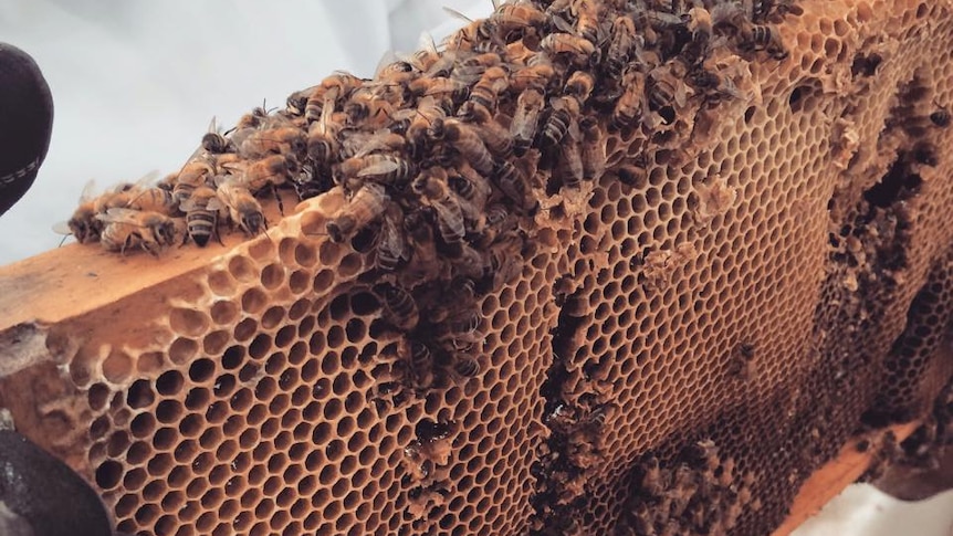 Bees gather on a pallet from a bee hive.
