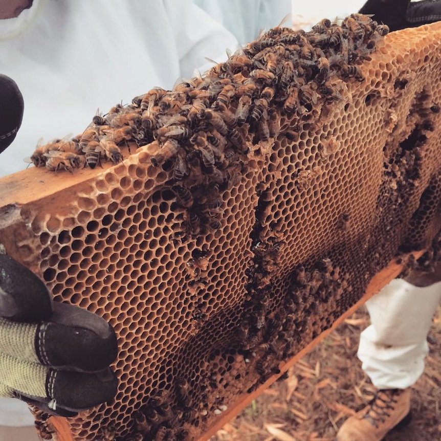 Bees gather on a pallet from a bee hive.