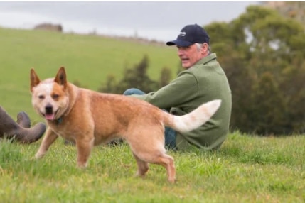 South Gippsland beef farmer Fergus O'Connor with dog in a paddock filled with green grass.