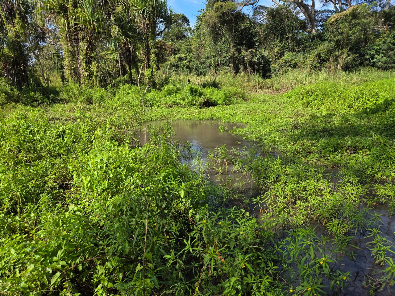 A large swamp filled with brown water, surrounded by green grasses.
