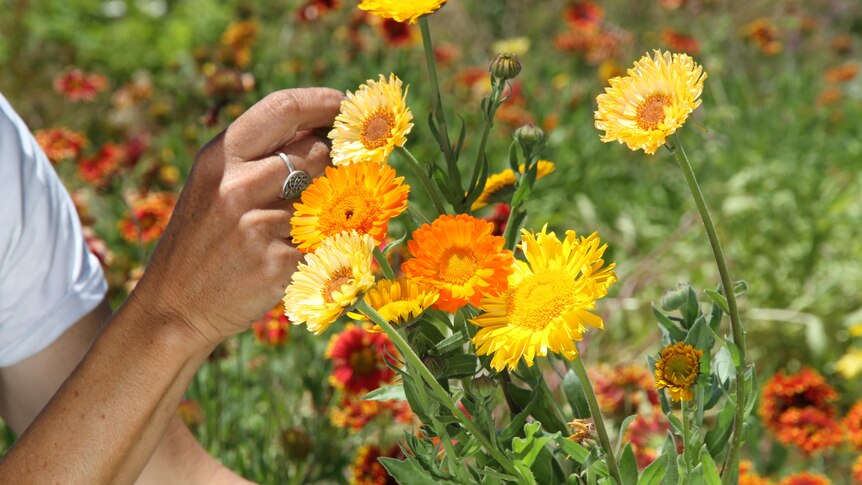 A hand picking orange and yellow flowers