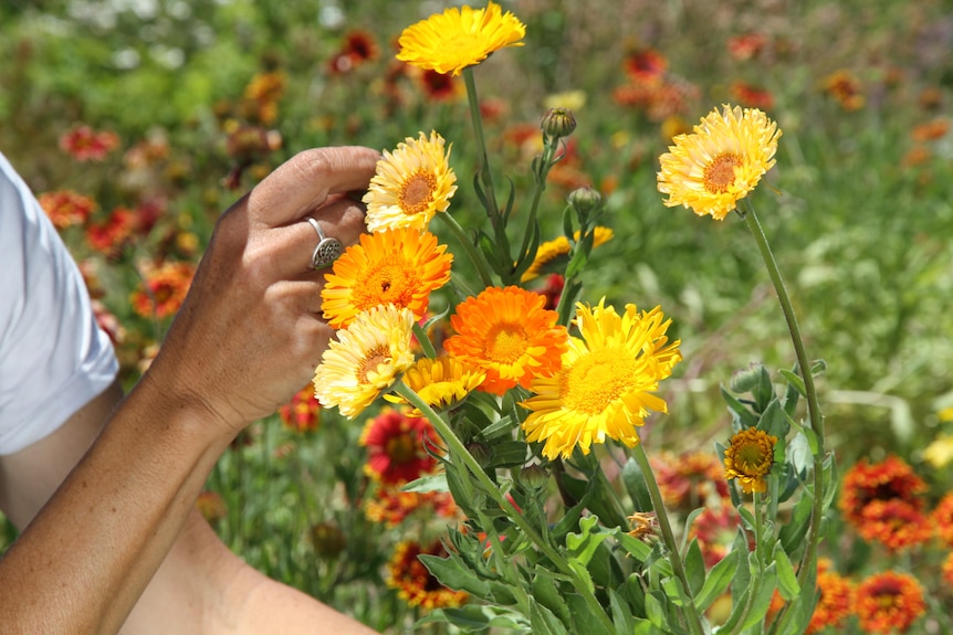 A hand picking orange and yellow flowers