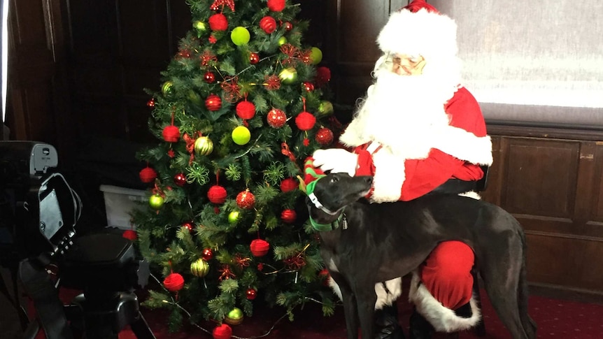 Greyhound and Santa
