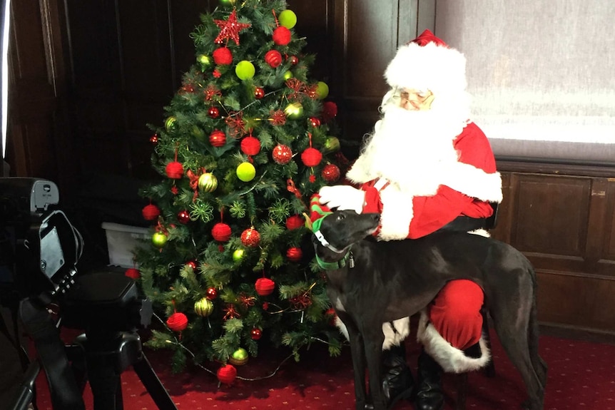 Greyhound and Santa