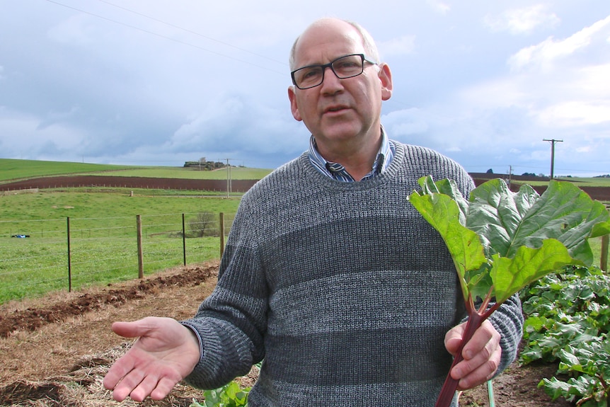 Malcolm Ryan's rhubarb patch