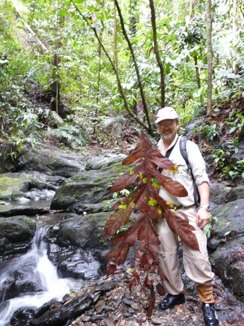 A man with cap and backpack standing next to a strange plant with long leaves.