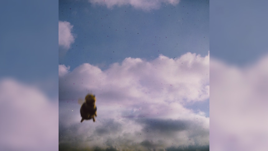 Cover of Pond's 2024 album Stung! showing a super close-up of a flying bee against a blue sky