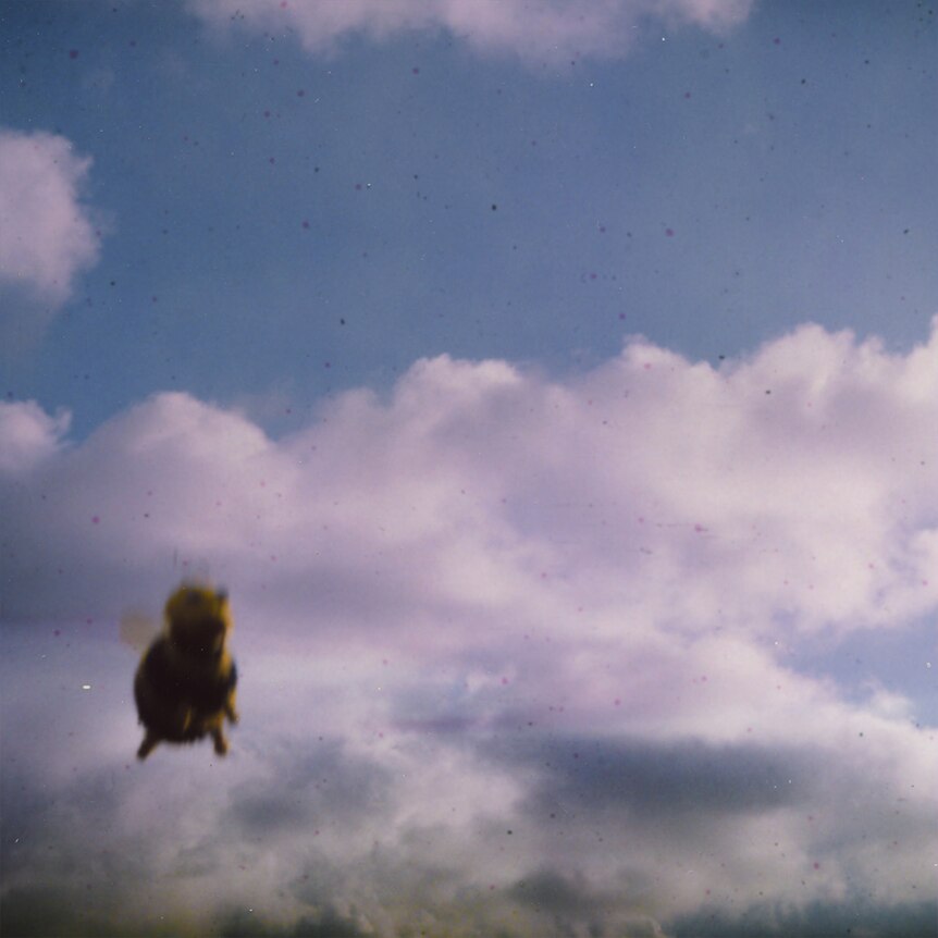 Cover of Pond's 2024 album Stung! showing a super close-up of a flying bee against a blue sky