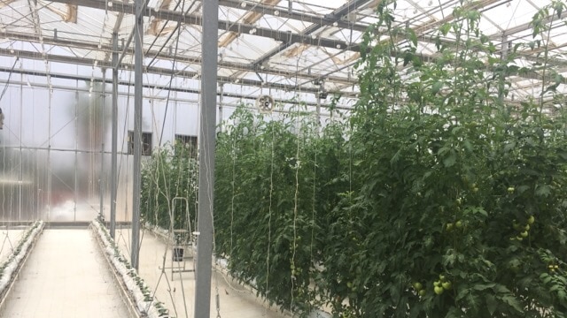 Inside a glasshouse with tomato vines strung up to the battens across the roof, Israel