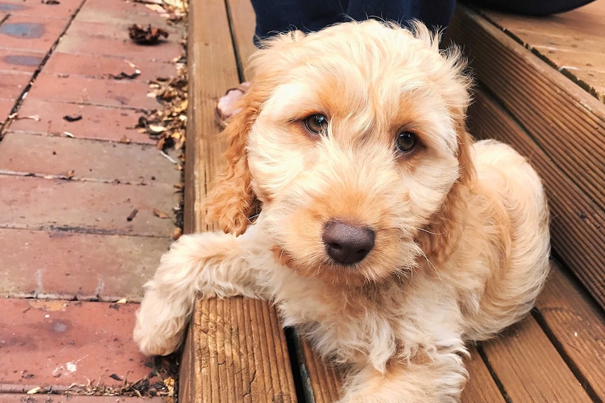 Alfie the dog sits on a wooden step.