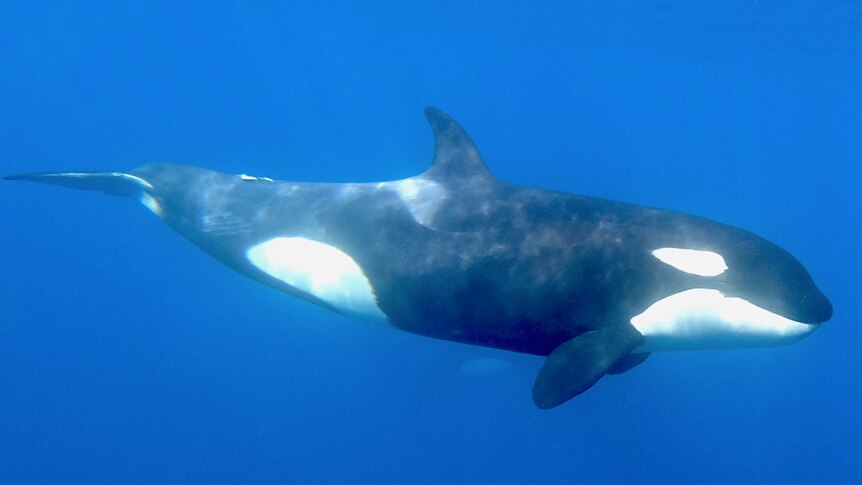 An orca swims underwater.