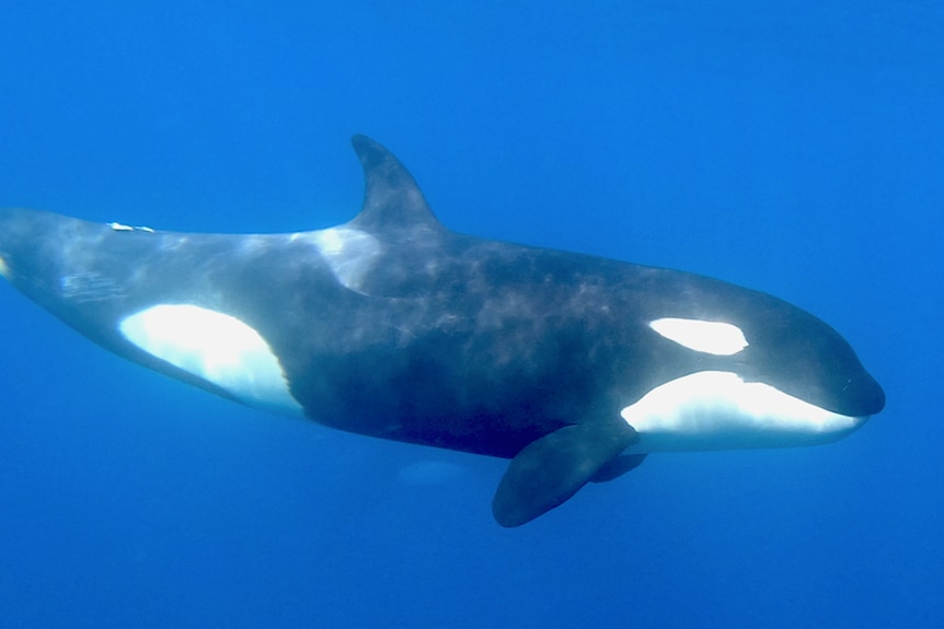 An orca swims underwater.
