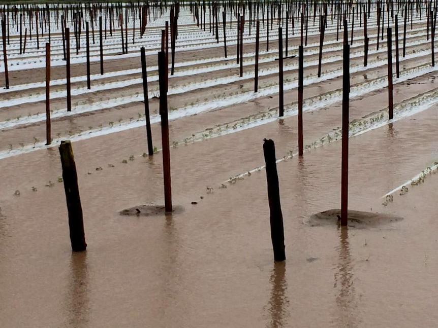 Tomato crops in Bowen, north Queensland, damaged by Cyclone Ita.