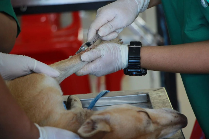 A vet treats a sick dog.