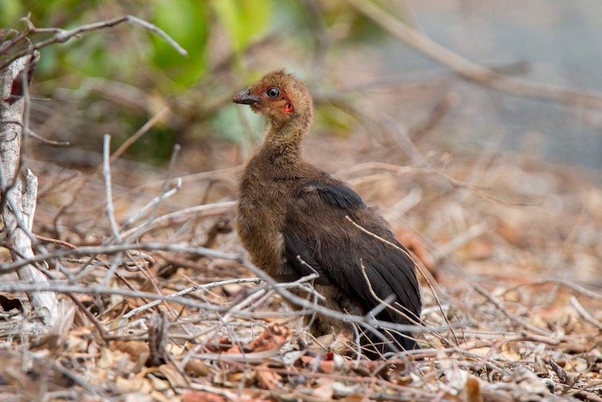 Brush turkey chick