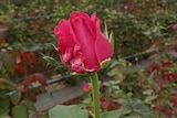 A single rose in bloom against a background of rosebushes in a greenhouse.