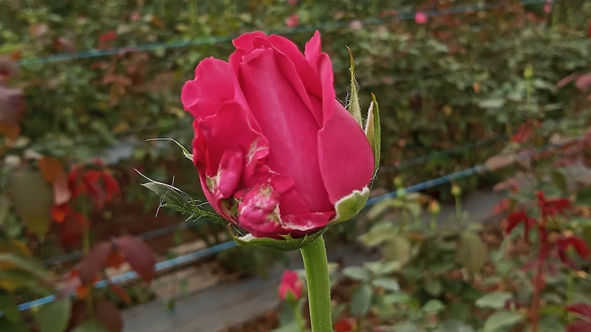 A single rose in bloom against a background of rosebushes in a greenhouse.