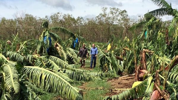 Queensland Premier Campbell Newman tours a banana plantation.