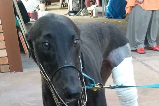 greyhound with hock injury