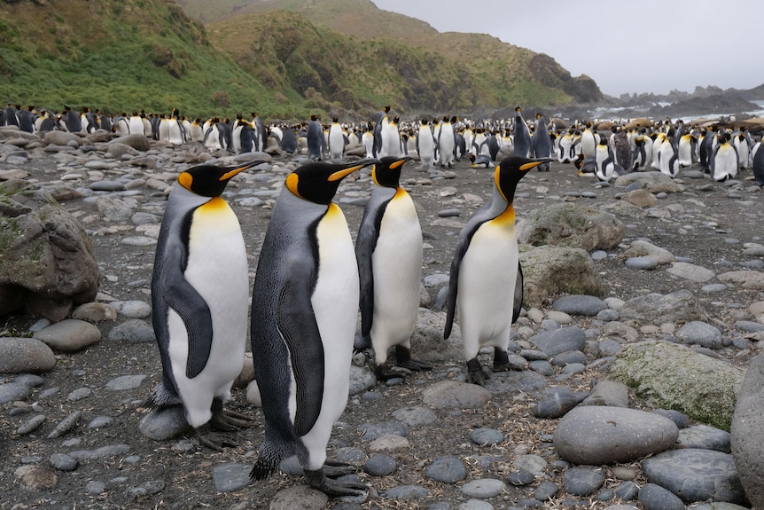 four penguins are close up, dozens more are behind them on a rocky outcrop