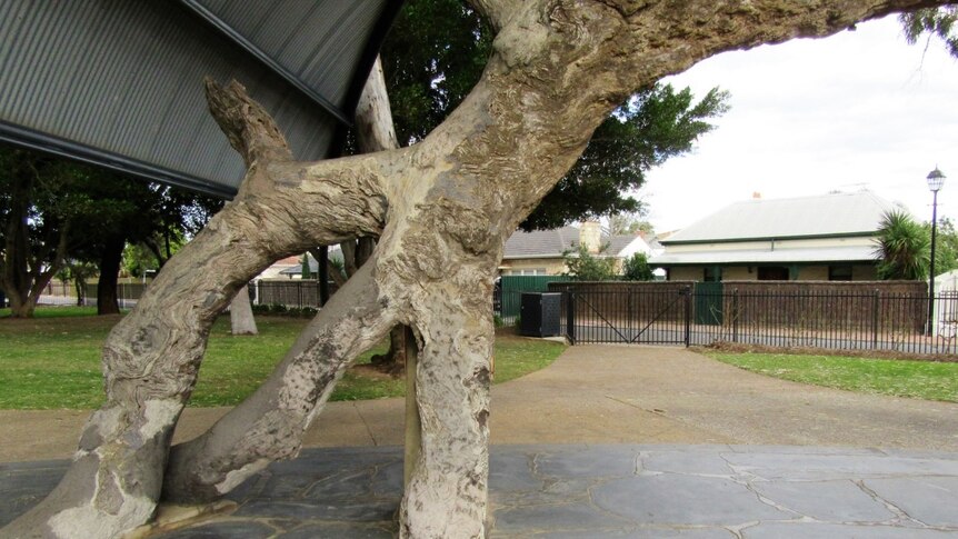 Concrete is visible near the base of the old gum tree in a park.