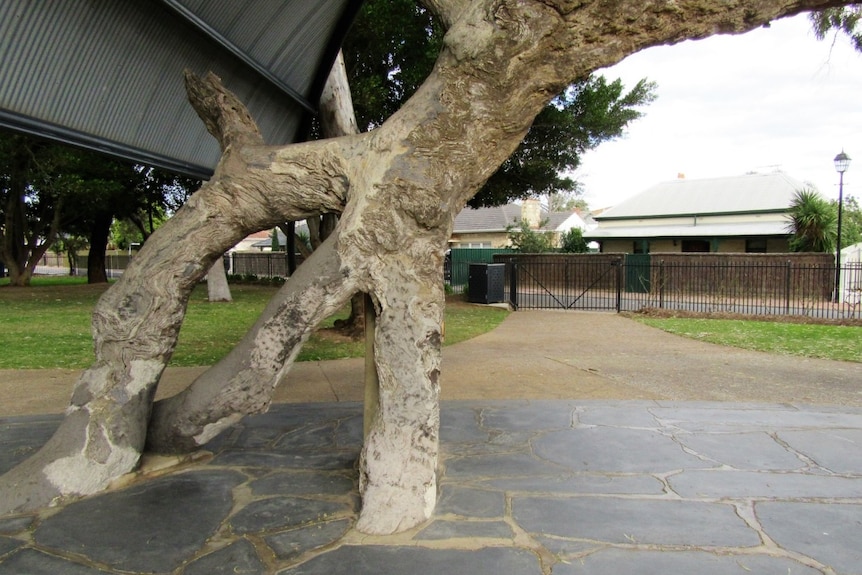 Concrete is visible near the base of the old gum tree in a park.