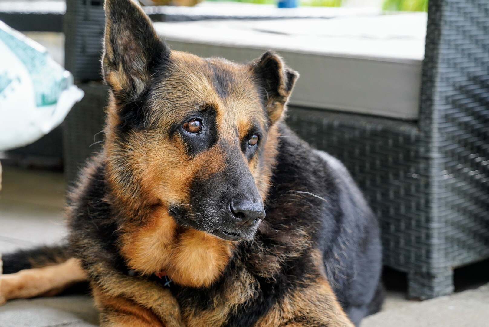 An attractive German Shepherd with one ear folded down, looks out thoughtfully from a porch