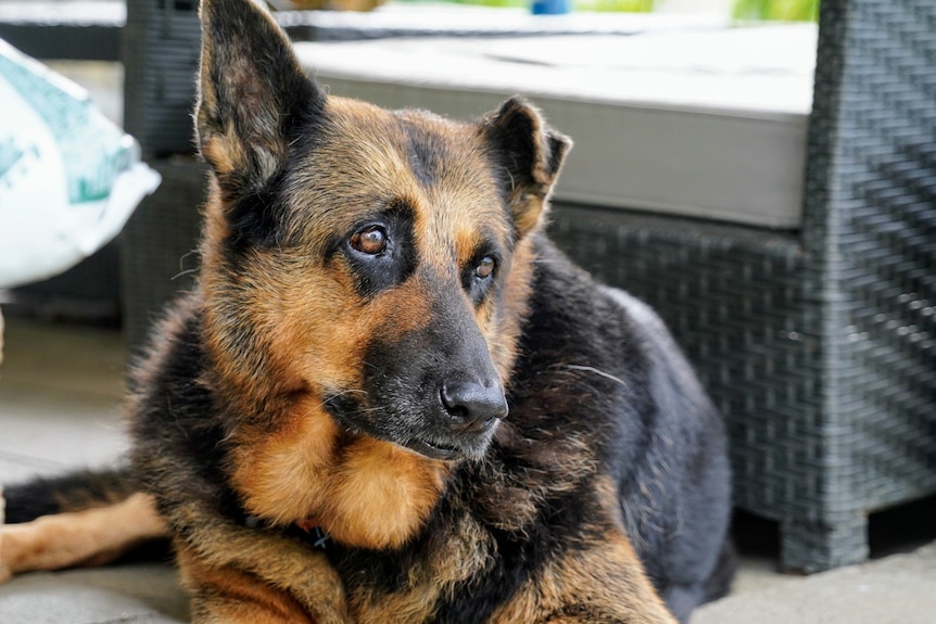 An attractive German Shepherd with one ear folded down, looks out thoughtfully from a porch