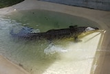 A large crocodile in a shallow, concrete pool, surrounded by fences.