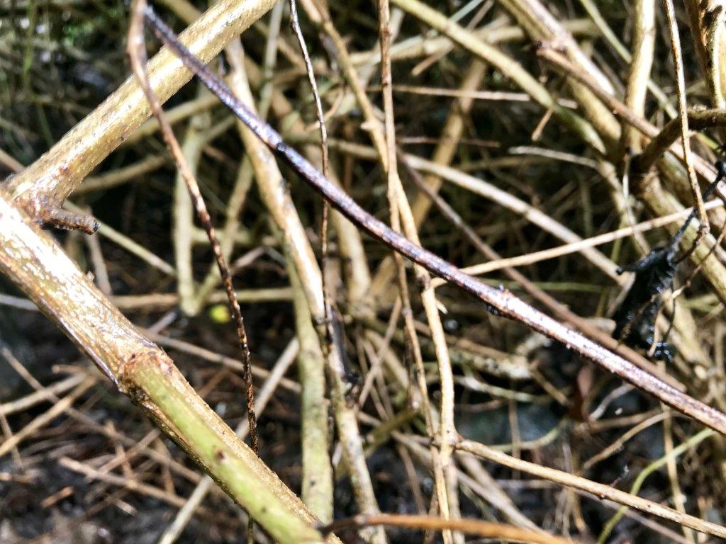 Lantana removal expert warns spread of the poisonous weed is a