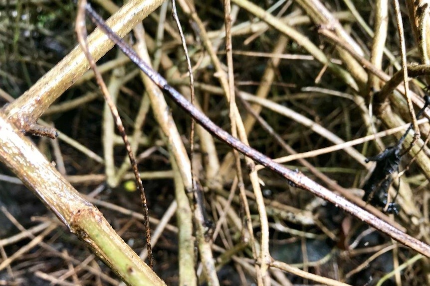 A lantana thicket smothering the ground.