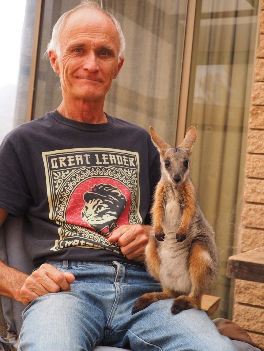 Yellow-footed rock wallaby stands on the lap of a man sitting in a chair.