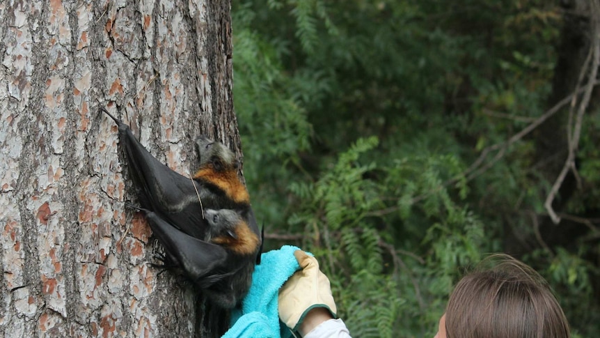 Flying foxes rescued during extreme heat