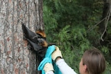 Flying foxes rescued during extreme heat