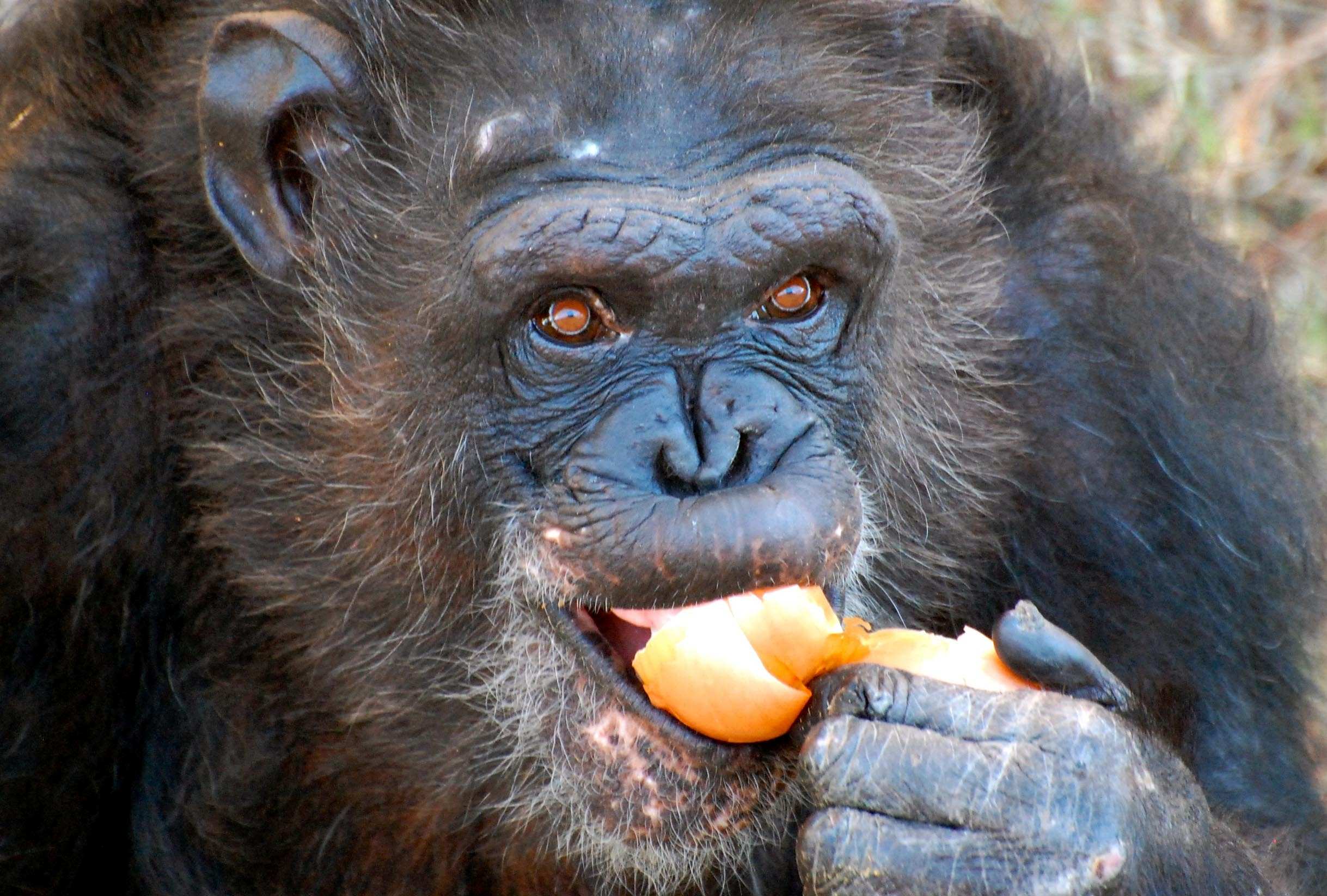 Chimp flings poo at grandmother in Michigan zoo - ABC Perth