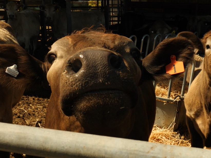 Cows in a pen with yellow tags on their ears.