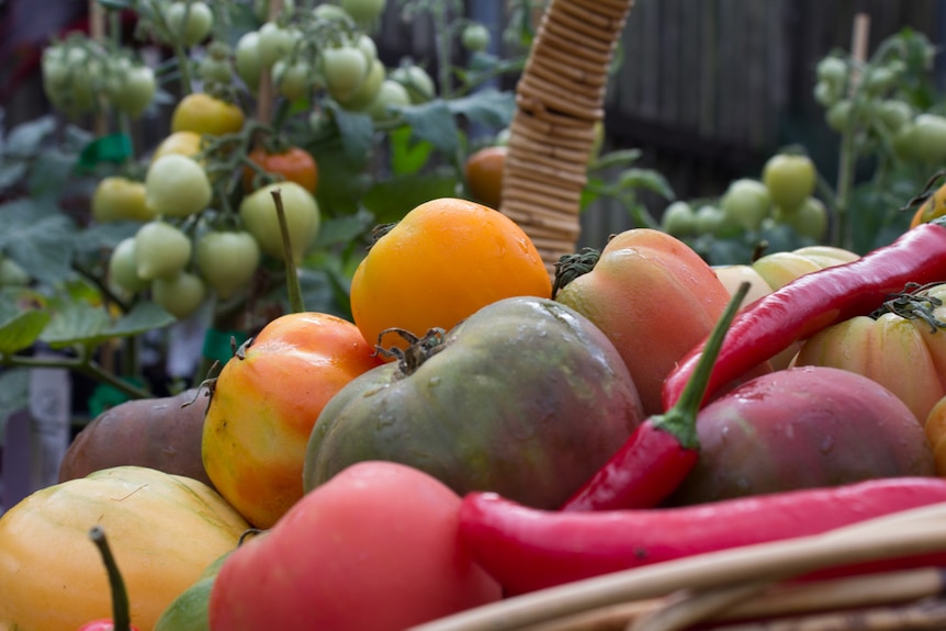 Tomatoes in a basket